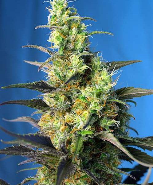 NYC Diesel CBD Auto de Sweet Seeds (antiguamente Ice Cool)
