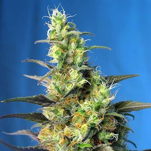 NYC Diesel CBD Auto de Sweet Seeds (antiguamente Ice Cool)