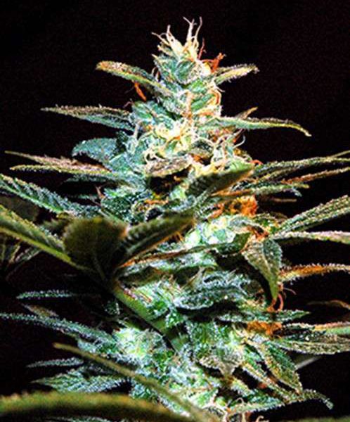 NYC Diesel feminizada de Sweet Seeds (antiguamente Ice Cool)