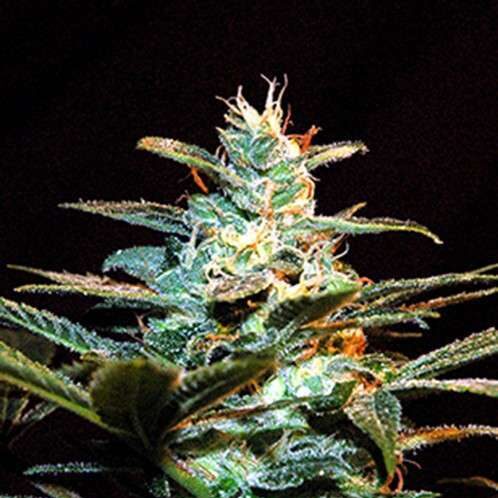 NYC Diesel feminizada de Sweet Seeds (antiguamente Ice Cool)