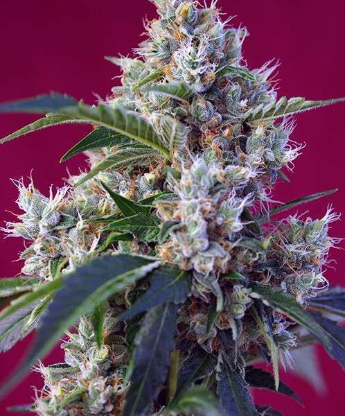 Indigo Berry Kush feminizada de Sweet Seeds