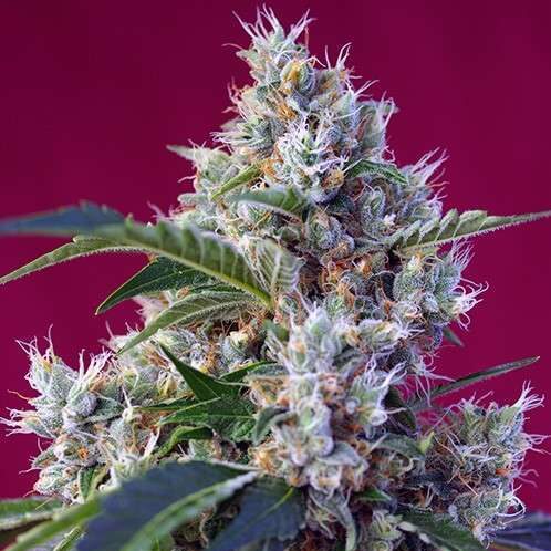 Indigo Berry Kush feminizada de Sweet Seeds