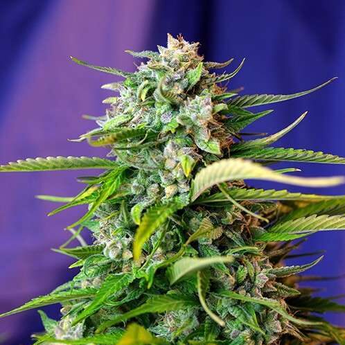 Jack 47 Auto de Sweet Seeds