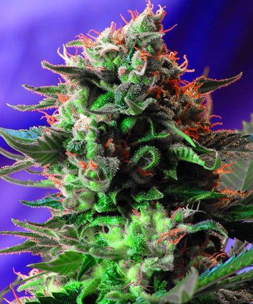 Jack 47 F1 Fast Version feminizada de Sweet Seeds