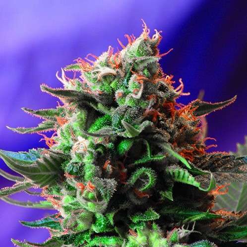 Jack 47 F1 Fast Version feminizada de Sweet Seeds