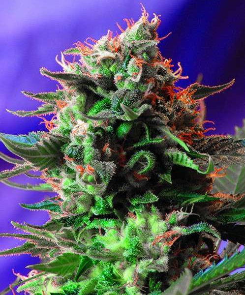 Jack 47 feminizada de Sweet Seeds