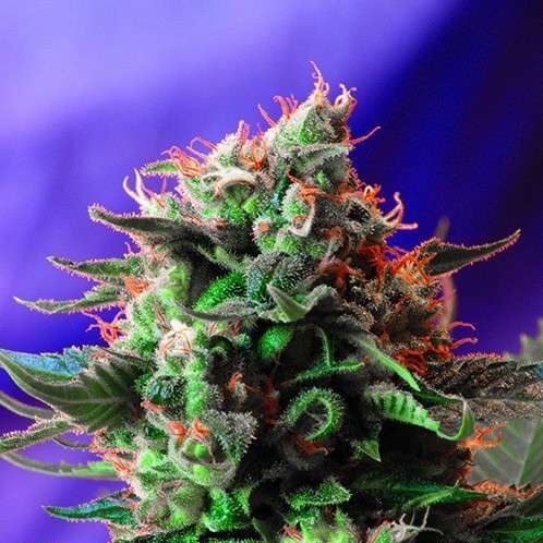 Jack 47 feminizada de Sweet Seeds