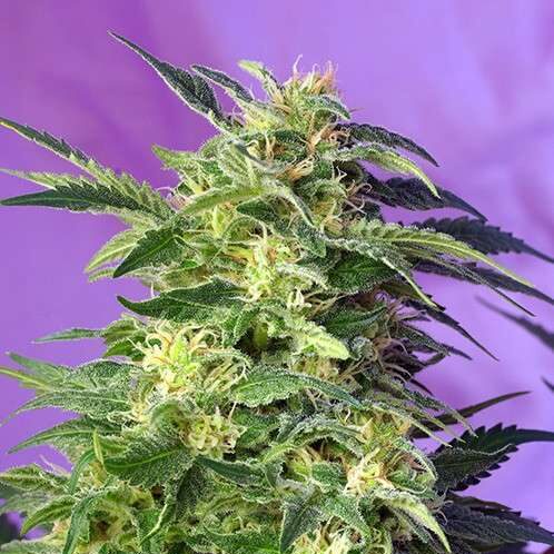 Killer Kush Auto de Sweet Seeds