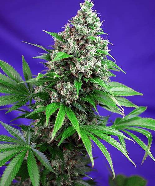 Killer Kush F1 Fast Version feminizada de Sweet Seeds