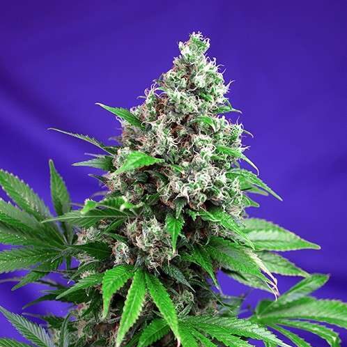 Killer Kush F1 Fast Version feminizada de Sweet Seeds