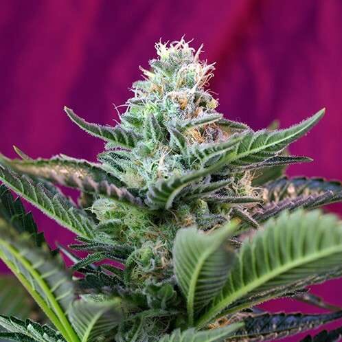 Moham Ram Auto Sweet Seeds