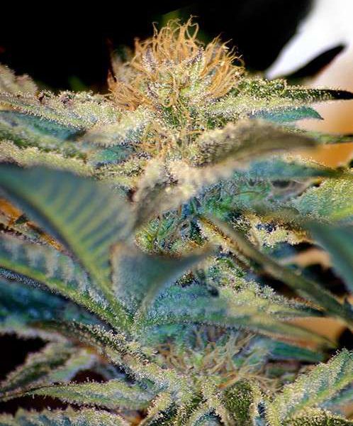 Moham Ram feminizada de Sweet Seeds