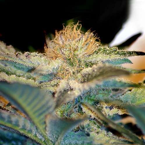 Moham Ram feminizada de Sweet Seeds