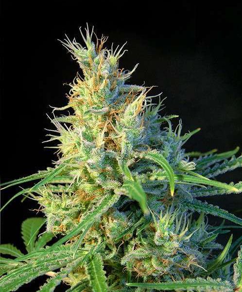 Psicodelicia feminizada de Sweet Seeds