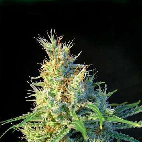 Psicodelicia feminizada de Sweet Seeds