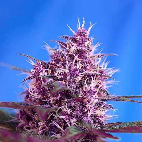 Red Poison Auto de Sweet Seeds