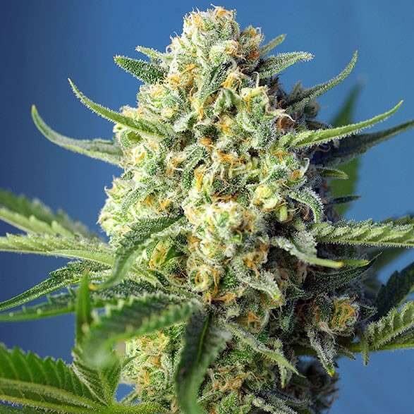 S.A.D. Sweet Afgani Delicious Auto de Sweet Seeds