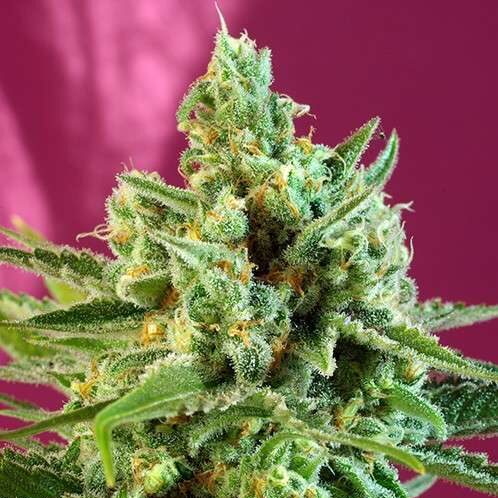 S.A.D. Sweet Afgani Delicious CBD feminizada de Sweet Seeds