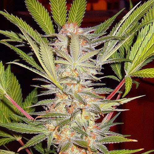 S.A.D. Sweet Afgani Delicious S1 feminizada de Sweet Seeds