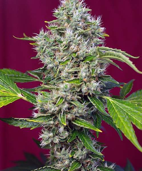 San Fernando Lemon Kush feminizada de Sweet Seeds