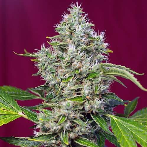 San Fernando Lemon Kush feminizada de Sweet Seeds