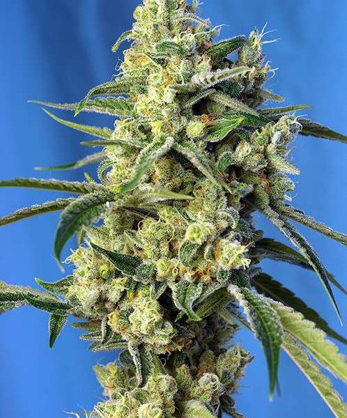 Sweet Amnesia Haze feminizada de Sweet Seeds