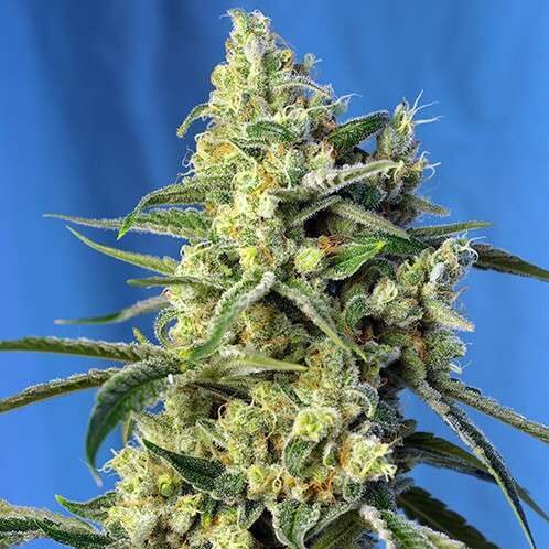 Sweet Amnesia Haze feminizada de Sweet Seeds
