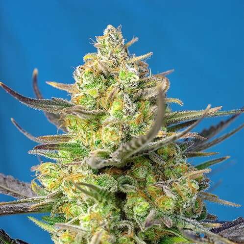 Sweet Cheese XL Auto de Sweet Seeds