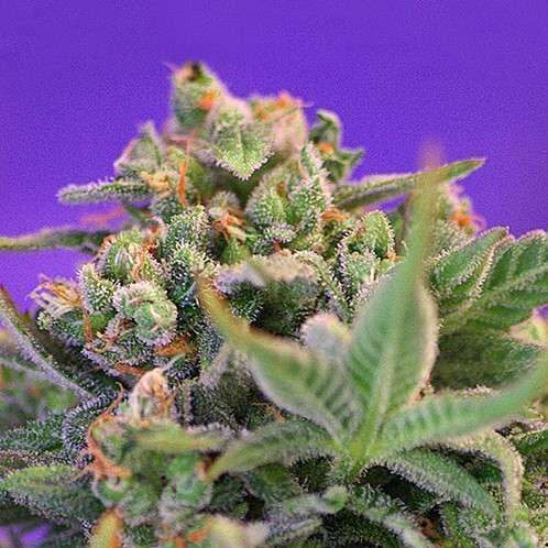 Sweet Cheese F1 Fast Version feminizada de Sweet Seeds