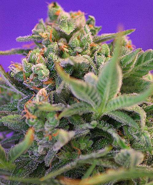 Sweet Cheese feminizada de Sweet Seeds