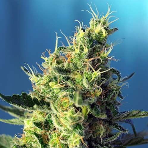 Sweet Pure CBD feminizada de Sweet Seeds