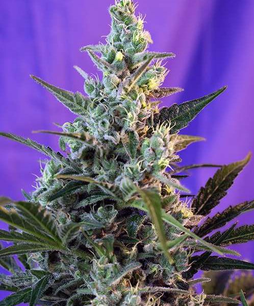 Sweet Skunk F1 Fast Version feminizada de Sweet Seeds
