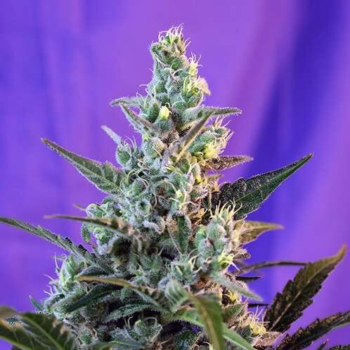 Sweet Skunk F1 Fast Version feminizada de Sweet Seeds