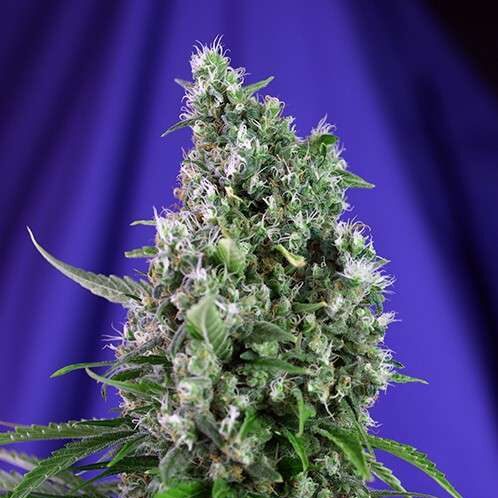 Sweet Trainwreck Auto de Sweet Seeds