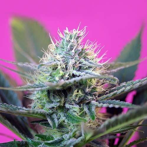 '+Speed Auto de Sweet Seeds