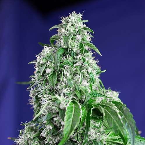 Big Devil F1 Fast Version feminizada de Sweet Seeds