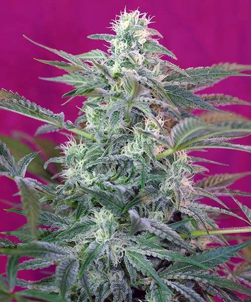 Big Foot feminizada de Sweet Seeds