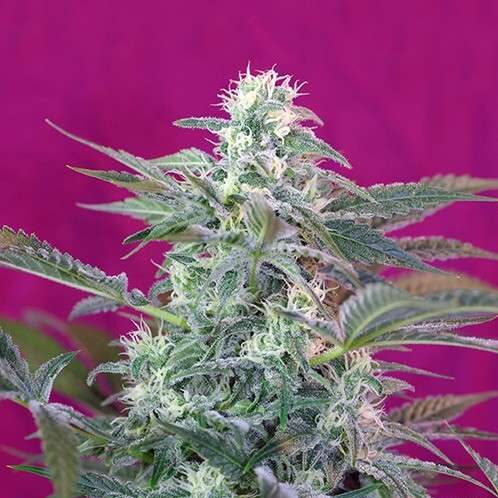 Big Foot feminizada de Sweet Seeds