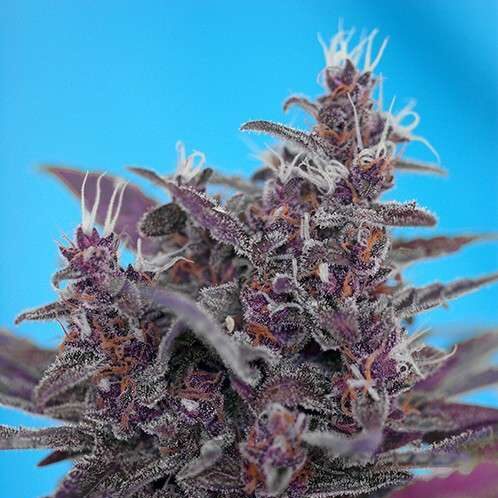 Black Cream Auto de Sweet Seeds