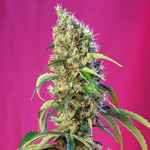 Black Jack CBD feminizada de Sweet Seeds