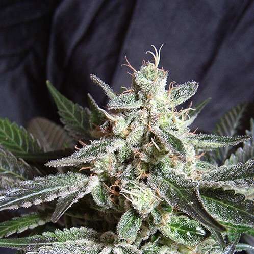 Black Jack F1 Fast Version feminizada de Sweet Seeds