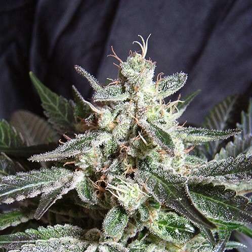 Black Jack feminizada de Sweet Seeds