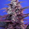 Bloody Skunk Auto de Sweet Seeds