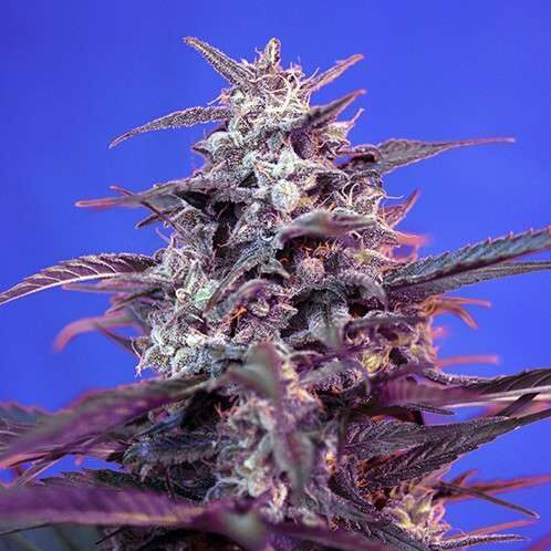 Bloody Skunk Auto de Sweet Seeds