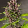 Bloody Skunk Auto de Sweet Seeds