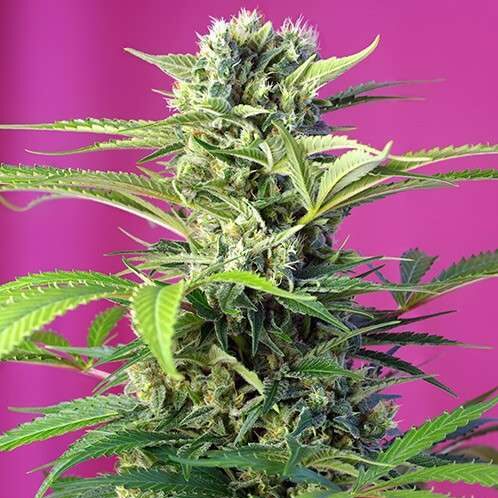 Chem Beyond Diesel CBD feminizada de Sweet Seeds