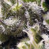 Cream Caramel Auto de Sweet Seeds