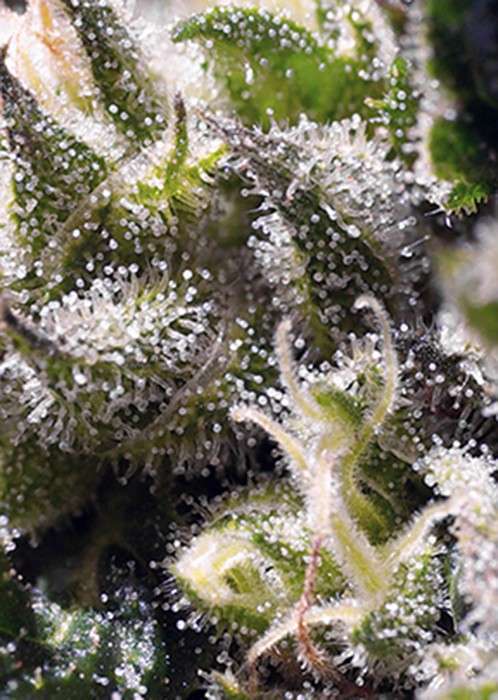 Cream Caramel Auto de Sweet Seeds