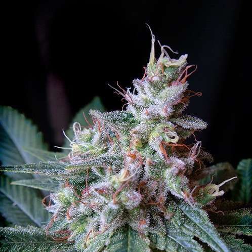 Cream Caramel F1 Fast Version feminizada de Sweet Seeds