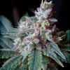 Cream Caramel feminizada de Sweet Seeds